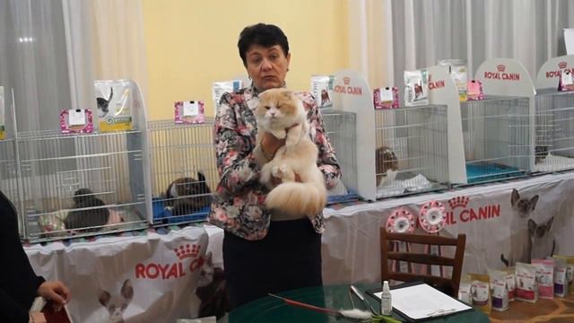 Клуб Любителей Кошек "Ирбис" Международная выставка 28-29 ноября Кривой Рог. смотреть онлайн