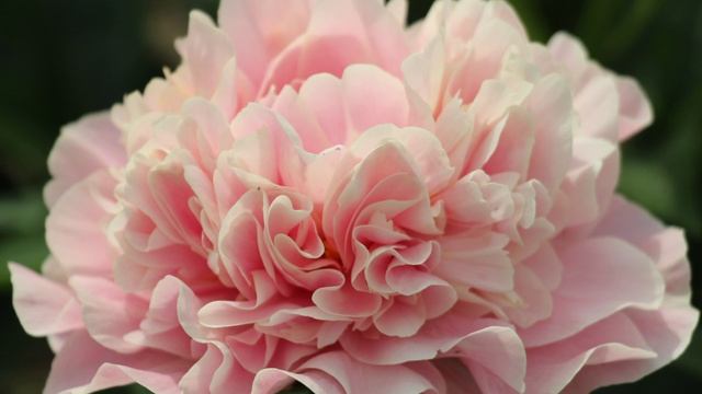 Пион Дролла / Peony Drolla.