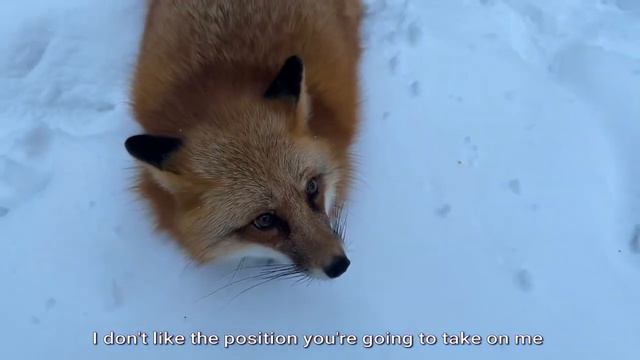 Алиса лиса. Заманила в ловушку и напала! (Trapped and attacked!). смотреть онлайн
