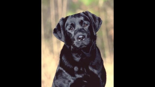 Черные лабрадоры. Плюсы и минусы. смотреть онлайн