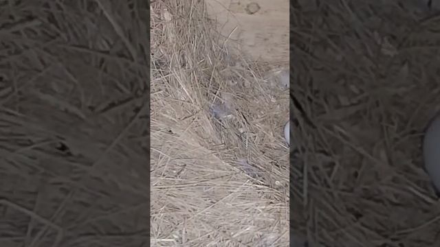 How to Hatch a Start Violet OPLINE Bird! смотреть онлайн