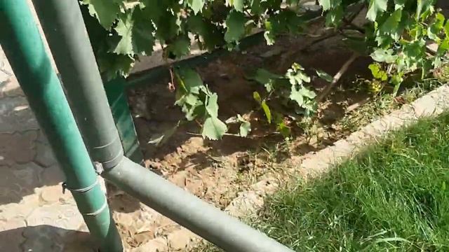 Сорт винограда Алвика смотреть онлайн