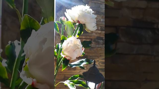Белый пион из холодного фарфора смотреть онлайн