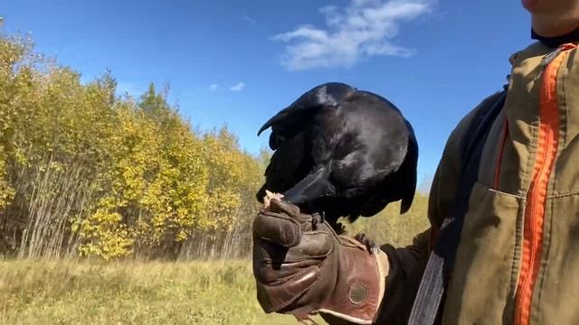 Ручной ворон в лесу / Сходили до пасеки и рассказал про новости смотреть онлайн