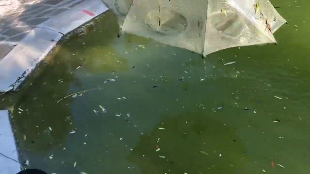 Соревнования французских бульдогов по поеданию рыбы смотреть онлайн