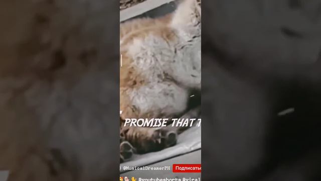 извините за то,что я взяла это видео автора можно увидеть на видео:) смотреть онлайн