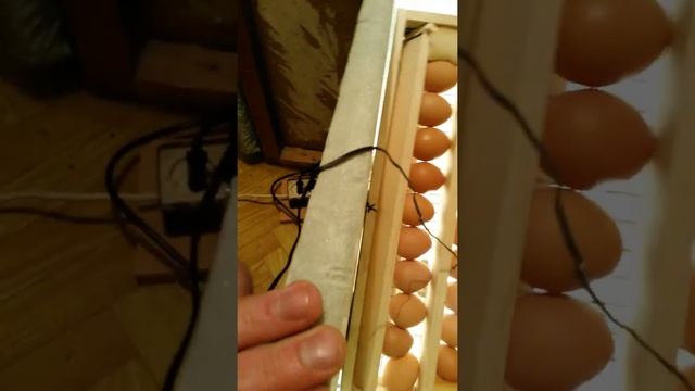 Инкубатор своими руками бюджетный вариант. смотреть онлайн
