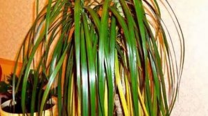 Сохнут и чернеют  листья у драцены. Проблемы выращивания. Лечения болезней драцены.