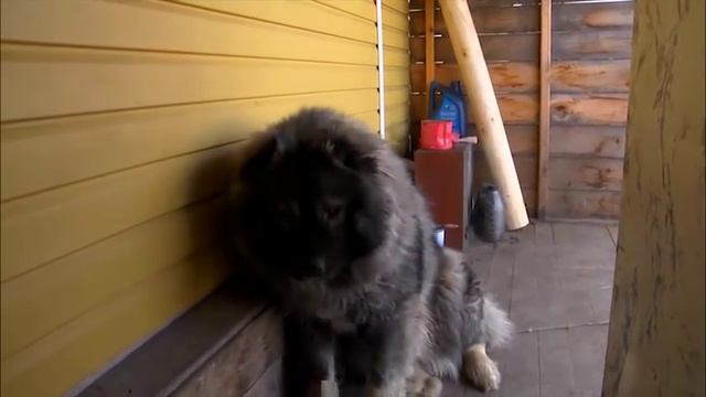 Кавказская овчарка выполняет команду "мишки" 2015 смотреть онлайн
