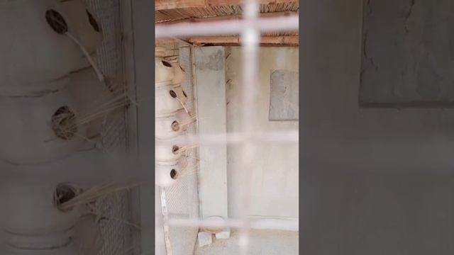 Java bird's colony, information about Java birds farming. смотреть онлайн