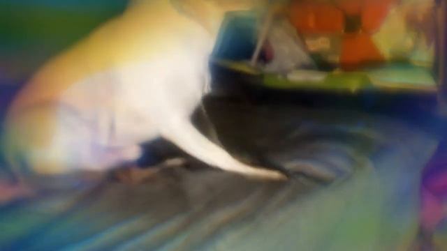 Satan The Chihuahua смотреть онлайн