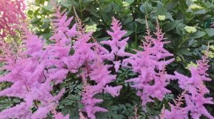 Крупнолистные гортензии в  саду ???