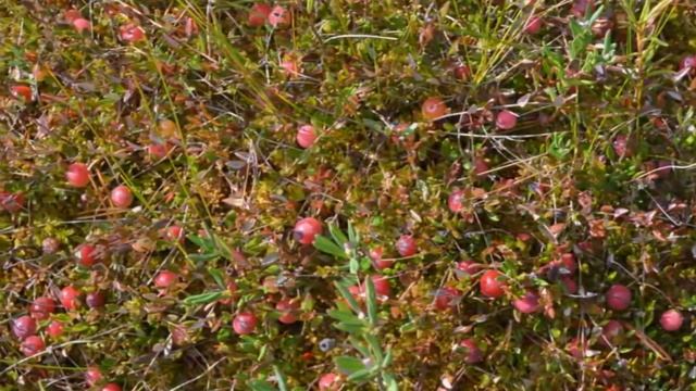 КЛЮКВА: ЯГОДЫ и ЛИСТЬЕВ ОТВАРЫ!!! смотреть онлайн