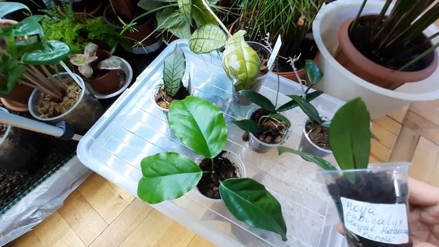 Обращение к подписчикам. Результат укоренения хойек) смотреть онлайн