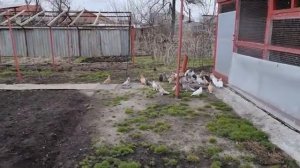 Голуби, обзор голубятни и цена