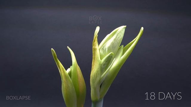 Growing Christmas Amaryllis Time Lapse - Bulb to Flower in 26 Days смотреть онлайн