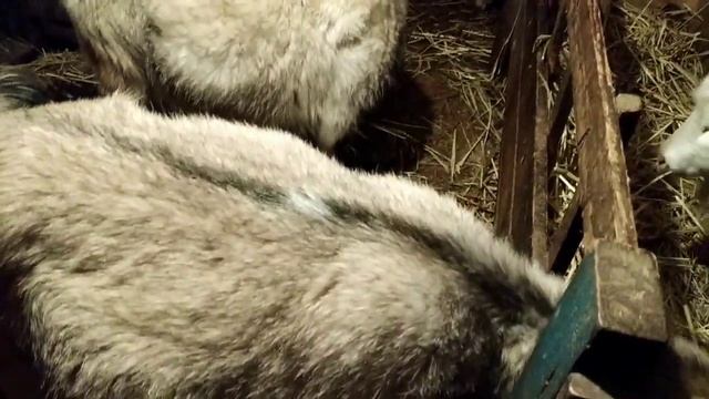 Козы покрыты в 8 месяцев . смотреть онлайн