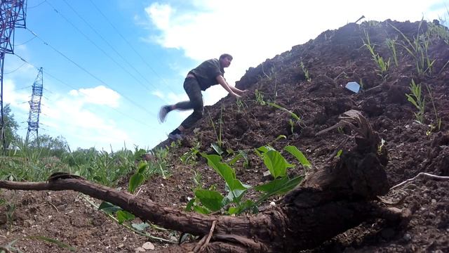Eye Of The Tiger - Cello covers смотреть онлайн