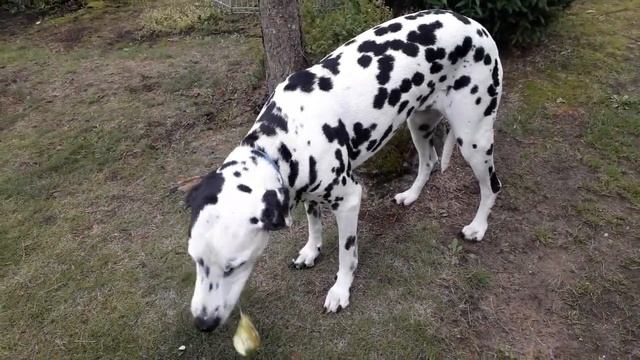 Далматин и груша. смотреть онлайн