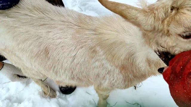 Какой он негодяй.Мы его зарезали.Козы на улице.Чего они орут.Козу забыли.У нас куропатки смотреть онлайн