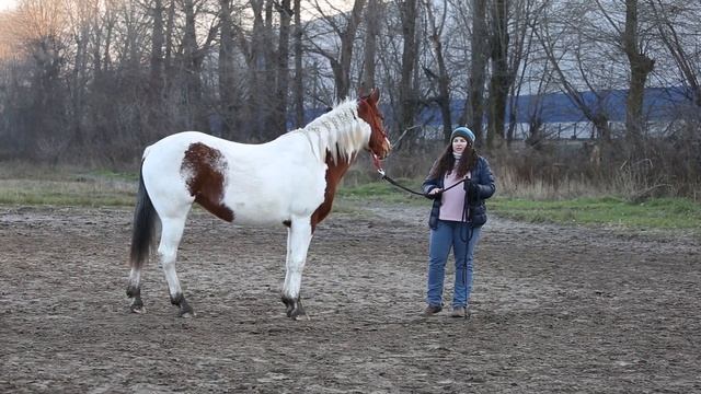 Training your horse away from home | Работа с лошадью в новом месте смотреть онлайн