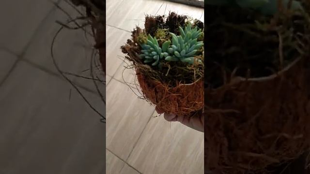 vaso de flores de coco цветочный горшок из кокоса смотреть онлайн