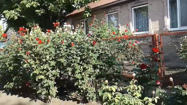 Улица Веры Захаровны.Все утопает в розах! смотреть онлайн