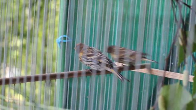 Красношапочные (Корольковые) вьюрки! смотреть онлайн