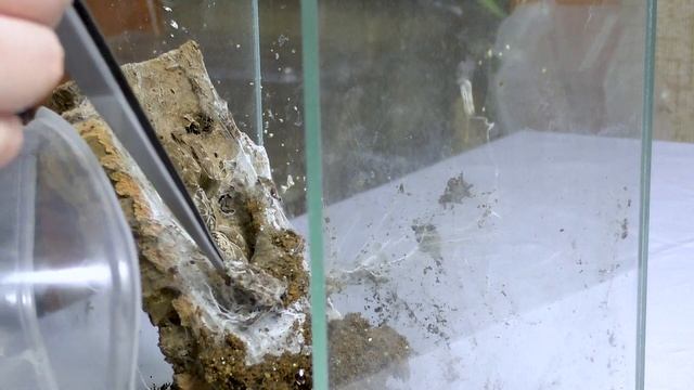 Болтовня о Heteroscodra maculata | убираемся в террариуме смотреть онлайн