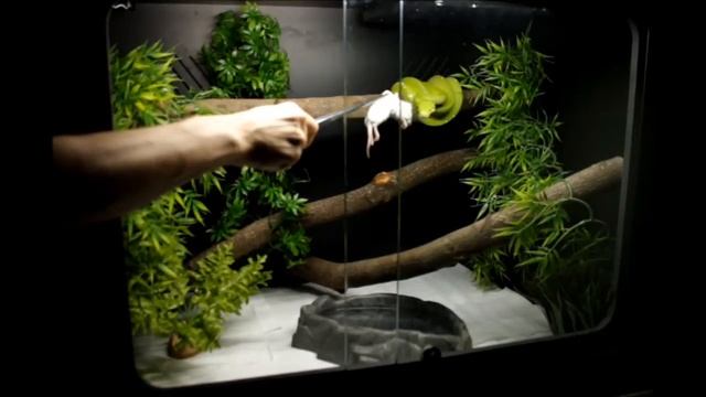 Green Tree Python Strike Feeding Morelia Viridis Bite смотреть онлайн