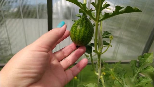 Арбузы: вертикальное выращивание (основные правила) смотреть онлайн