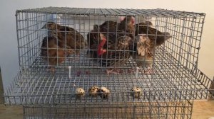 Породы перепелов. Перепела для начинающих. Эстонские перепела