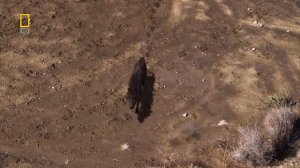 Доисторические хищники — Адский кабан