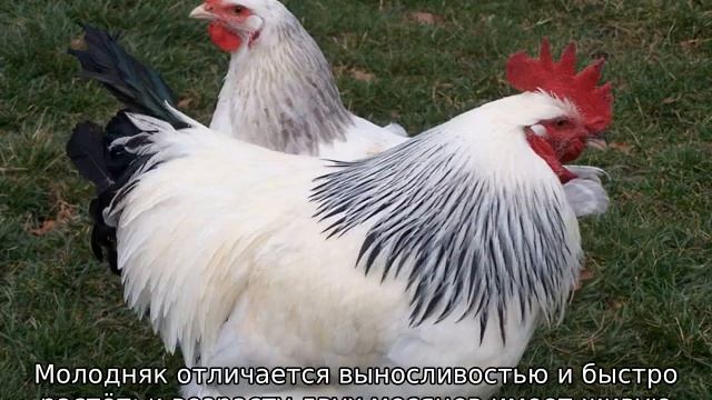 Белые куры смотреть онлайн