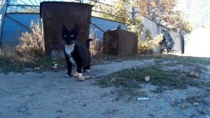 Чистим бак опель виваро+врезка под автономку opel vivaro.reno trafik.