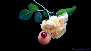 Лечебная музыка Моцарта ? Восстановление  Защитных Свойств Организма.