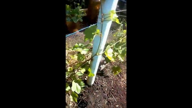 Виноград после заморозка через месяц Юго Восток Татарстана