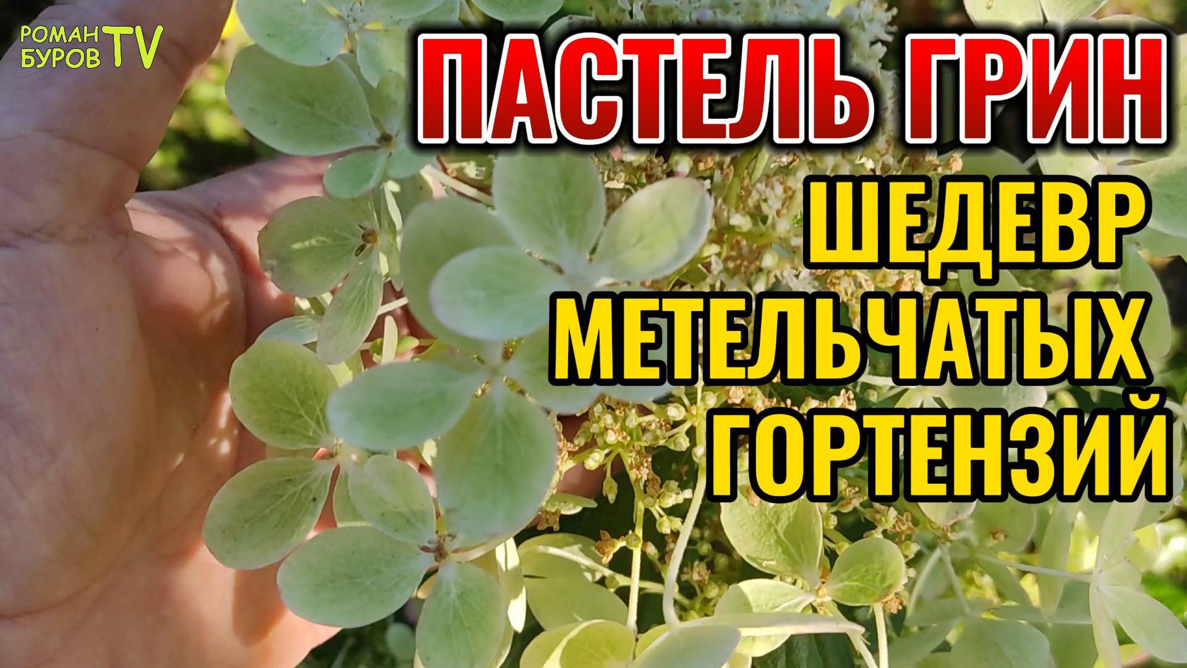 ✅ Пастель Грин: Лучшая Метельчатая Гортензия Для Вашего Сада! 👍 Пастель Грин - Королева Сада! смотреть онлайн