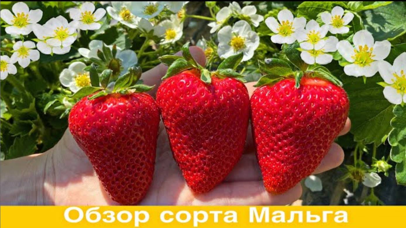Обзор сорта Мальга. Супер сорт клубники