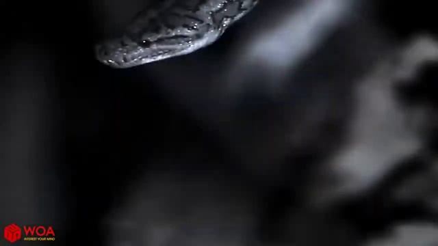 Battle of the Animals - python vs bat смотреть онлайн