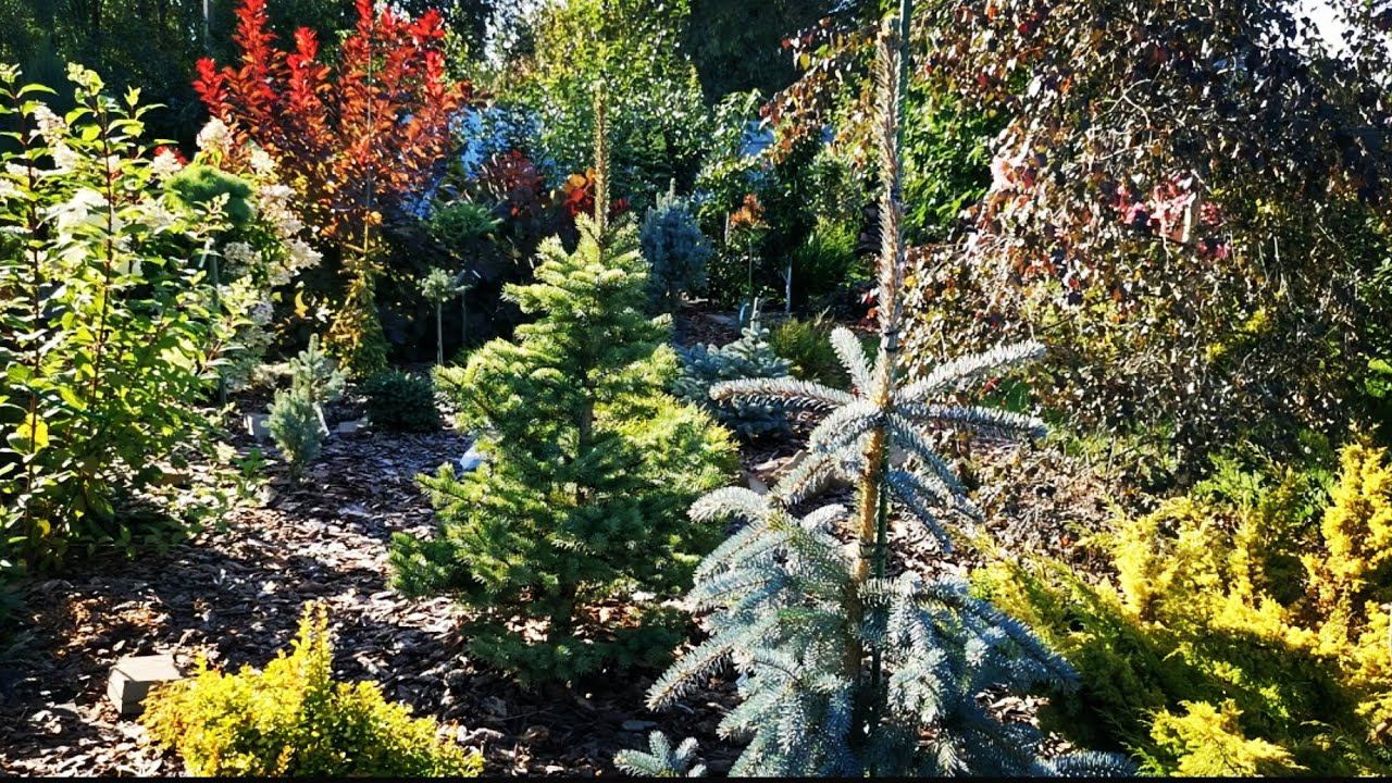 Обзор сада редких хвойных в сентябре Хулиганство птиц!10 сентября 2023г смотреть онлайн