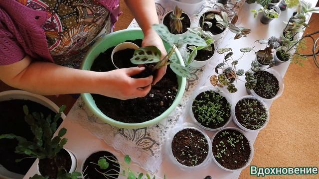 Комнатные цветы у Елены. Часть 2. Пересадка смотреть онлайн