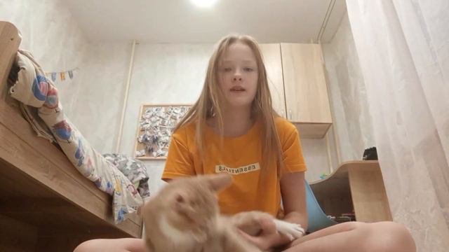 Как приучить кошку или кота команде дай лапу , барабан 🐱 смотреть онлайн