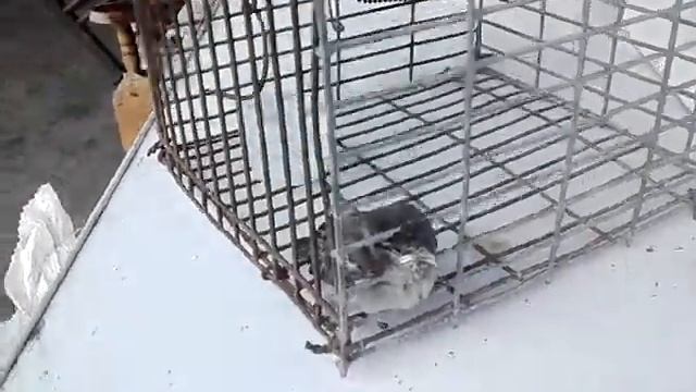 Воробей в клетке смотреть онлайн