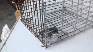 Воробей в клетке