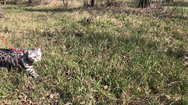 Выгуливаем домашнего кота в дикой природе проснулся инстинкт охотника смотреть онлайн