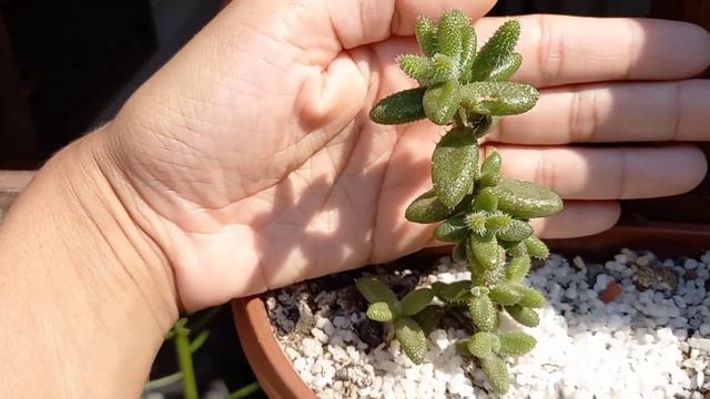 DELOSPERMA ECHINATUM # Tenha Sucesso no Cultivo смотреть онлайн