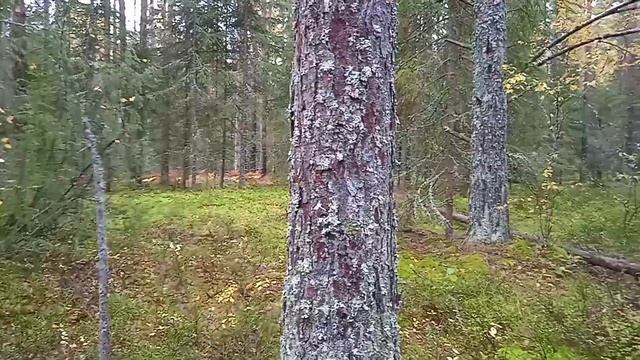 ТИХАЯ ОХОТА 2022 смотреть онлайн