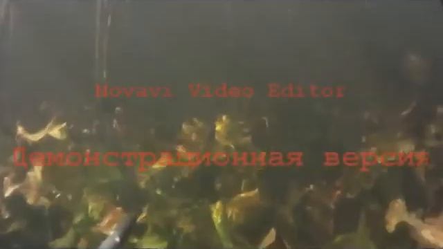 пруд владимировка..avi смотреть онлайн