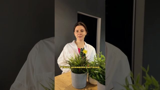 Для чего нужен карантин растений #дача #огород #сад #совет #лайфхак #карантин смотреть онлайн